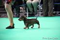 Crufts2011_2 893